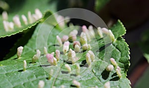 Galls are abnormal bird-cherry tree growths caused by various organisms insects, mites, nematodes, fungi, bacteria, and viruses