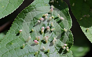 Galls are abnormal bird-cherry tree growths caused by various organisms insects, mites, nematodes, fungi, bacteria, and viruses