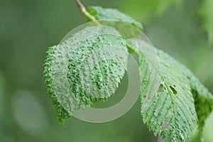 Galls caused by Aceria campestricola mite on elm Ulmus sp. green leaf