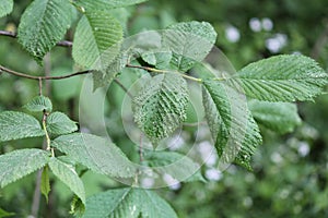 Galls caused by Aceria campestricola mite on elm Ulmus sp. green leaf