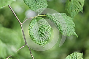 Galls caused by Aceria campestricola mite on elm Ulmus sp. green leaf