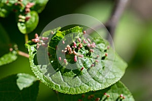 Galls,  cecidia on leaf closeup selective focus