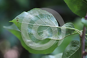 Galls, deformations on the leaf of apple trees caused by mites Eriophyoidea