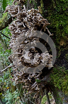 Galls due to the parasite fungus Laurobasidium lauri on a Laurus novocanariensis.