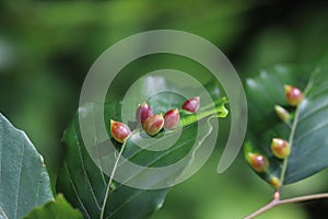 Galls of the Gall Midge (Mikiola fagi) on leaves of Common Beech (Fagus sylvatica)