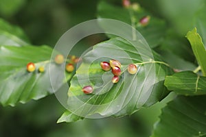 Galls of the Gall Midge (Mikiola fagi) on leaves of Common Beech (Fagus sylvatica)