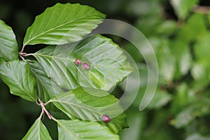 Galls of the Gall Midge (Mikiola fagi) on leaves of Common Beech (Fagus sylvatica)
