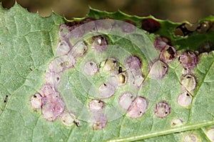 Galls on leaf of sowthistle or Sonchus oleraceus caused by midge Cystiphora sonchi