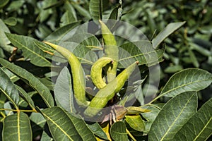 Galls on the leaves of Terebinth, Pistacia terebinthus