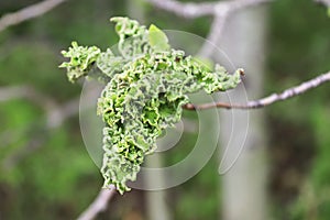 The galls resulting from Poplar Vagabond Aphids