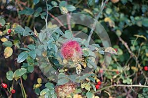 Galls of the rose gall wasp. Diplolepis rosae is a gall wasp which causes a gall known as the rose bedeguar gall. Berlin, Germany