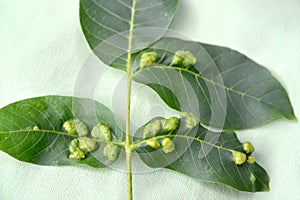 Galls on walnut leaves affected by nut felt gall mite Eriophyes Tristriatus var. Erineus Nal