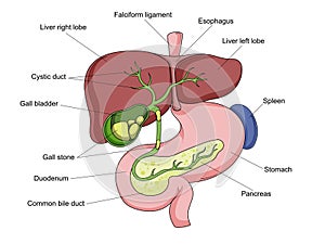 Gallstone stone gallbladder medical science photo