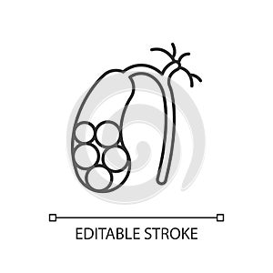 Gallstones linear icon