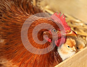 Gallus gallus domesticus.  Portrait of hen. Poultry organic farm