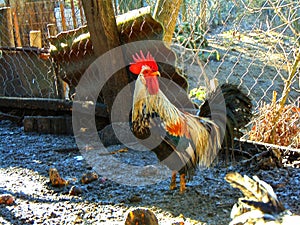 Gallus gallus domesticus. Rooster in the morning.