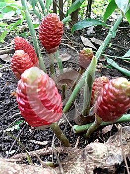 Galoba or pining fruit, a type of plant belonging to the ginger family, has a sweet and sour taste. photo