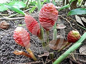Galoba or pining fruit, a type of plant belonging to the ginger family, has a sweet and sour taste. photo