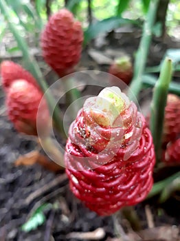 Galoba or pining fruit, a type of plant belonging to the ginger family, has a sweet and sour taste. photo