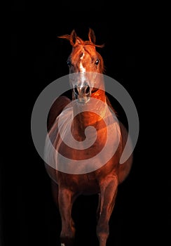 Galoping chestnut arabian stallion isolated