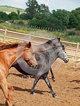 Galoping spanish horses herd. Andalusia. Spain