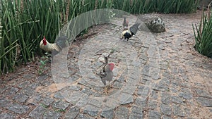 Galos e Galinhas no Parque da Pedra da Cebola, VitÃ³ria