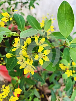 Galphimia flower yellow photo