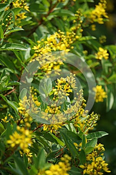 Galphimia glauca (Also called hujan mas, noche buena, Gold shower thryallis, Noche buena, Rain of gold) flower photo