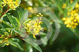 Galphimia glauca (Also called hujan mas, noche buena, Gold shower thryallis, Noche buena, Rain of gold) flower photo