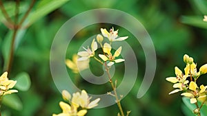 Galphimia glauca (Also called hujan mas, noche buena, Gold shower thryallis, Noche buena, Rain of gold) flower photo