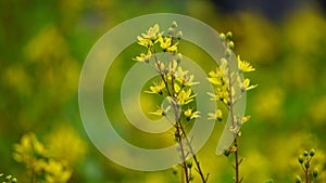 Galphimia glauca (Also called hujan mas, noche buena, Gold shower thryallis, Noche buena, Rain of gold) flower photo