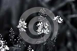 Galphimia or Gold Shower flower Thryallis glauca Kuntze Black n White
