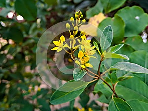 Galphimia gracilis, a species in the genus Galphimia of the family Malpighiaceae, often under the common names shower gold or