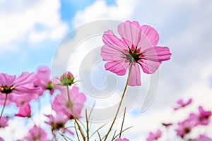 Galsang flower