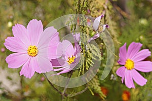 Galsang flower in Tibet