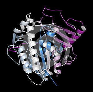Galsulfase (arylsulfatase B) enzyme molecule photo
