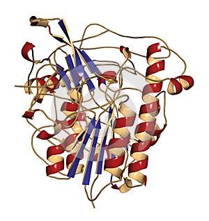 Galsulfase (arylsulfatase B) enzyme molecule photo