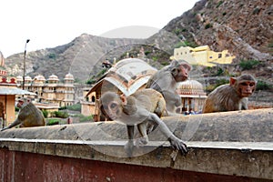 Galtaji, the Monkey temple. Jaipur. Rajasthan. India