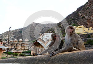 Galtaji, the Monkey temple. Jaipur. Rajasthan. India