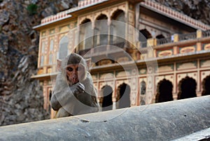 Galtaji, the Monkey temple. Jaipur. Rajasthan. India