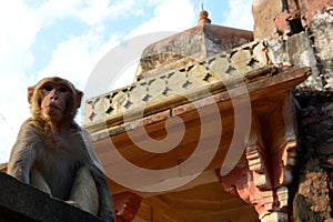 Galtaji, the Monkey temple. Jaipur. Rajasthan. India