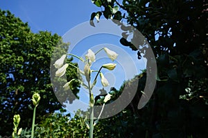 Galtonia viridiflora blooms with white flowers in August. Berlin, Germany