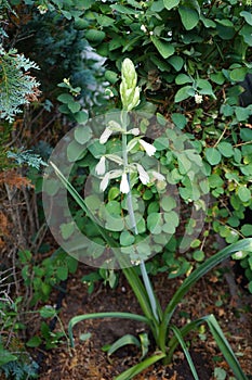 Galtonia viridiflora blooms with white flowers in August. Berlin, Germany