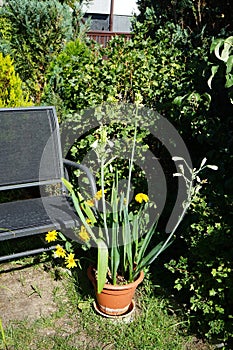 Galtonia viridiflora and Heliopsis helianthoides bloom in August. Berlin, Germany