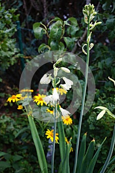 Galtonia viridiflora and Heliopsis helianthoides bloom in August. Berlin, Germany