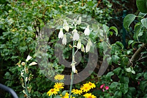 Galtonia viridiflora and Heliopsis helianthoides bloom in August. Berlin, Germany