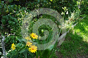 Galtonia viridiflora and Heliopsis helianthoides bloom in July. Berlin, Germany