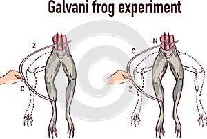 Galvani experiment with frog legs vector illustration