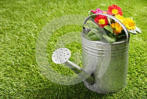 Galvanised metal watering can and flowers