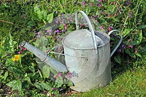Galvanised metal watering can in a garden.